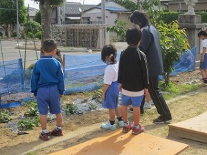 IMG_4126 1年生がサツマイモの苗に水をやってます。\\