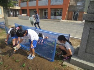 IMG_4130 ミニトマト野の苗に水をやっているのは2年生,後ろで草抜きをしているのが5年生です。\\