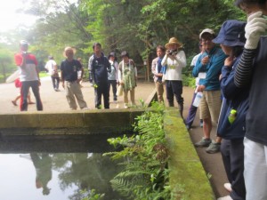 IMG_4403 御手洗池の石の隙間から生えているコケ類です。ここに生長しているのはとても珍しいのだそうです。\