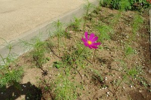 DSC02264 花壇に咲いたコスモス