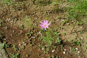 DSC02265 「夏の庭」という物語に「夏にコスモスの種を蒔くと丈が短く花が咲く」と書いてあったのでやってみると可愛い花を咲かせてくれました。\