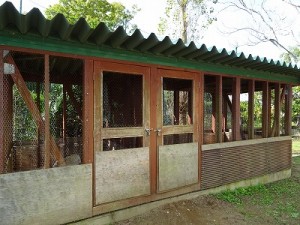 施工前\ うさぎ小屋施工前\