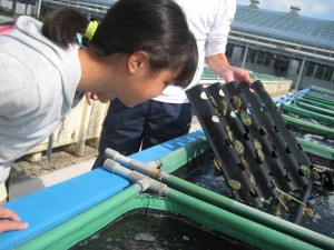 IMG_1034 あわびを見ています。\\