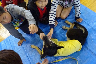 DSC03105 まず,手を「グー」にして,自分の匂いをクロちゃんに嗅いでもらってから体(あごを下から)を触ります。\\