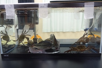 DSC03199 たくさんの種類の魚がいます。月曜日だけの「北浦水族館」を開く予定です。場所は理科室です。\
