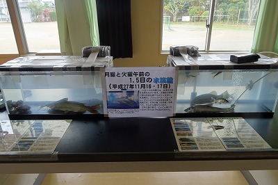 DSC03207 在来種を守ろうと呼びかけました。\