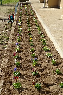 DSC03492 「花と緑の農芸財団」さんから頂いたパンジーです。4・5年生が植えてくれました。\