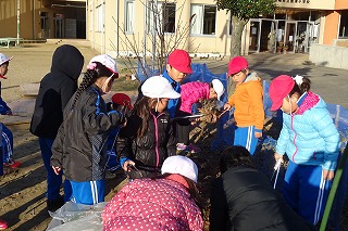 DSC03613 落ち葉拾いの後,学年園のトマトをぬきました。今まで収穫できました。露地栽培なのに2年生は上手に育てたのですね。今は,ブロッコリーを鉢で育てています。\\\