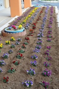DSC03895 雑草の芽を取ったので,ビオラが凄くきれいに見えます。\