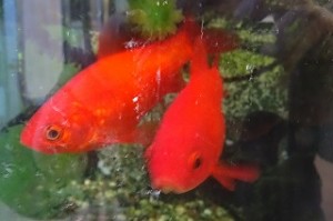 DSC03955 ものすごく食欲のある和金です。\