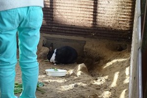 DSC03984 「あっ!出てきた!」と1年生が喜んでいます。どちらも可愛いですね。\