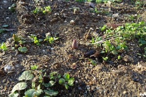 DSC04136 やっと出てきました。なんだか分かりますか?チューリップの芽です。\