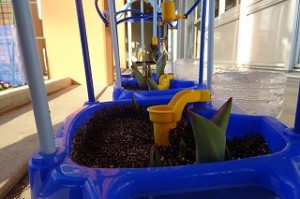 DSC04142 これは,1年生のチューリップの芽です。凄く大きいです。たいしたものだ1年生!\