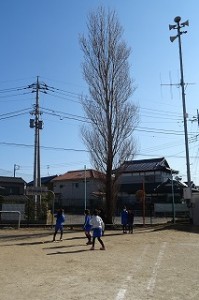 DSC04183 3年生女子が豊津小のシンボル,ポプラの木の下で遊んでいます。なにやら遊びが変わったようです。\