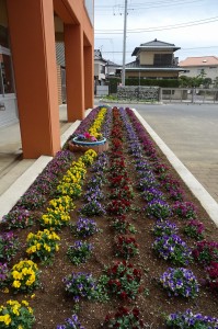 DSC04672 1・2年生教室前のビオラ