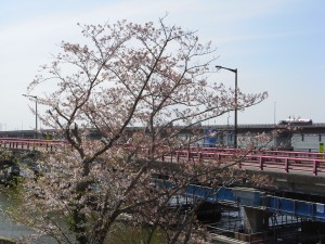 RIMG1114 今日の校舎うらの桜です。\\
