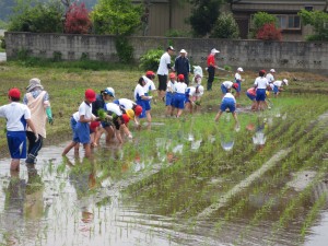 IMG_0735 水田の端をお借りして、稲の苗植えをしました。\\\\\