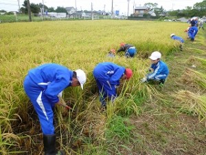 s-P1060614 地域の方々のアドバイスを受け、自分たちが田植えをした稲の刈り取りを行いました